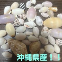 【⠀沖縄県産⠀】貝殻セットのサムネイル
