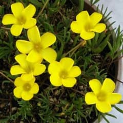 【Namaquensis】 Oxalis 球根 ②のサムネイル