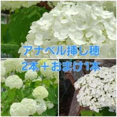 ✤ ルビーのアナベル ✤ 挿し穂 3本＋α ⚘˖* ネコポス発送 ⚘˖* アナベル挿し穂2本＋おまけ1本 - メルカリ