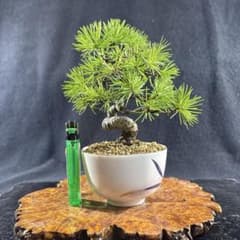 小品盆栽、赤石五葉松、模様木 幹元の良い赤石五葉松 思います。 やや