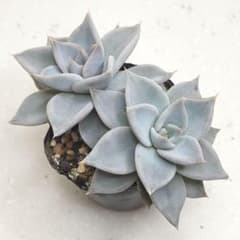 白くま【エケベリア 多肉植物】のサムネイル