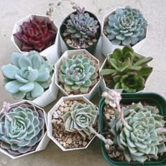 【あずき様専用】ちょっとレアな多肉植物抜き苗セットのサムネイル