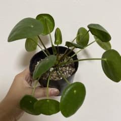 ピレア　ペペロミオイデス　観葉植物　抜き苗　②のサムネイル