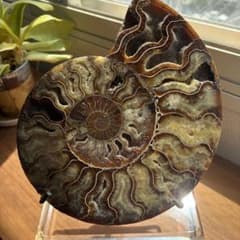 天然石 大型 マダガスカル産 アンモナイトの置物1キロ 天然石 大型 マダガスカル産 アンモナイトの置物1キロ - メルカリ