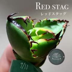 オークション【匿名配送】REZA血統 イラン アガべ レッドスタッグ 繁殖