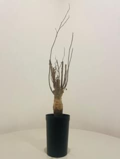 オトンナ レトロルサ 礎礎 鉢 発根 現地球 検)カタフ パキプス