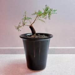 パキプス 根挿し コーデックス アガベ 塊根植物 発根済 - メルカリ