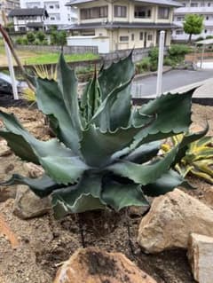 アガベ サルミアナフェロックス クレイジーホース 中株E アガベ