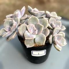 多肉植物 グラプトベリア パープルディライト 群生 抜き苗 ①のサムネイル