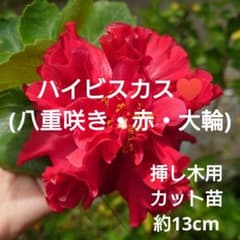 挿し木用カット苗】ハイビスカス(八重咲き・赤・大輪)♥️約13cm