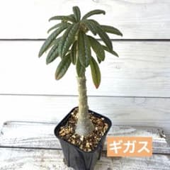 実生【ドルステニア】ギガス 2025蒔種 鉢ごと発送 - メルカリ