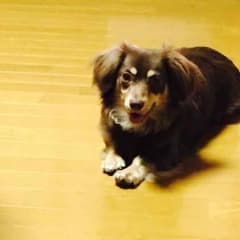 けんさん専用！のサムネイル