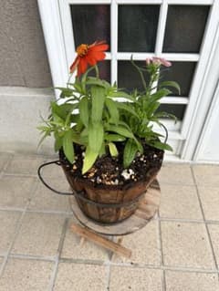 木製植木鉢2個セット　秋の寄せ植えにのサムネイル