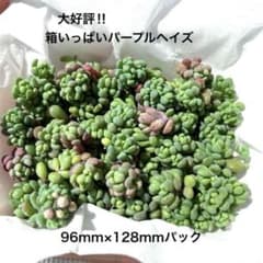 多肉植物　大人気品種　パープルヘイズ　大好評　箱いっぱい　セダムのサムネイル