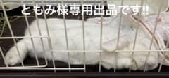 ともみ様専用、リピーター様割引きしています！小動物のおやつのサムネイル