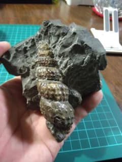 北海道幌加内産　アンモナイト　化石 マリエラ　殻口有　7段　貴重　美品 北海道幌加内産 アンモナイト 化石 マリエラ 殻口有 7段 貴重 美品