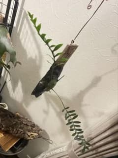 レカノプテリス　ミラビリス　流木付け　株分けのサムネイル