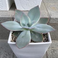 多肉植物　カンテ　速達込のサムネイル