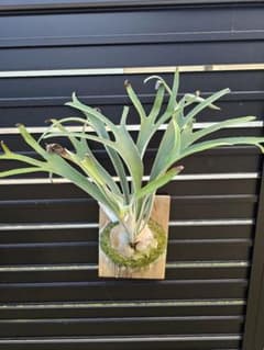 ビカクシダ P.veitchii wild VP #16 spore - メルカリ
