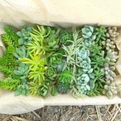 多肉植物 カット苗 詰め合わせ(メルカリ便) - メルカリ