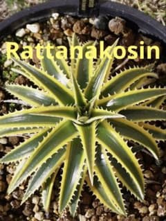 ディッキア Dyckia Rattanakosin 発根済み - メルカリ
