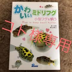 コト様　専用　かわいいミドリフグ 小型フグを飼うのサムネイル