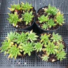 ☆マカロニたくさん☆抜き苗☆センペルビウム☆多肉☆多肉植物☆寄せ