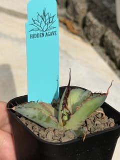 エボ×bb ジェレミー輸入 発根済 鉢込 タグ付き エボ×bb ジェレミー輸入 発根済 鉢込 タグ付き - メルカリ