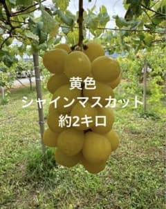 黄色　シャインマスカット　約2キロのサムネイル