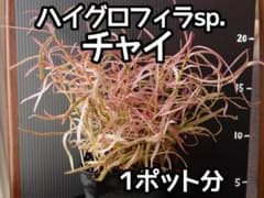 大量お得】ハイグロフィラsp. チャイ 水上葉 1ポット 斑入り ピンク