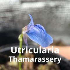 食虫植物 ウトリクラリア タマラセリー - メルカリ