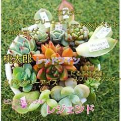 多肉植物 葉挿しセット　(韓国苗・レア交配種入)のサムネイル