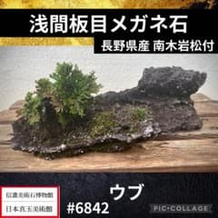 浅間板目メガネ石 溶岩 長野県産 南木岩松付 300年に1cm 手入れ簡単 庭石 浅間板目メガネ石 溶岩 長野県産 南木岩松付 300年に1cm 手入れ簡単