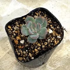 ❤️専用❤️★G ミックスベリア❤️円❤️抜き苗♪✨メルカリ便✨札付き❤️セール❤️ 花占い 抜き苗 多肉植物 ミックスベリア おらいさん苗 - メルカリ