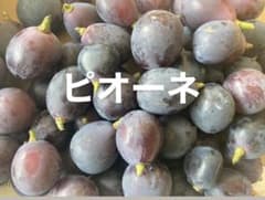 ☆ピオーネ感謝セール残り6品☆ ピオーネ　種なし　粒のサムネイル