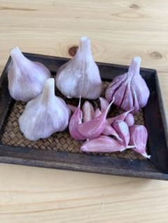 宮古島産　オーガニック  島にんにくのサムネイル