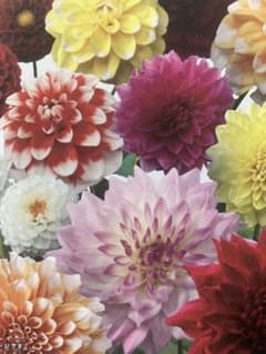 ダリア 切り花向け 5球のサムネイル