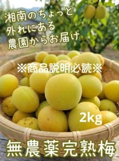 ⑪完熟梅 2kg 訳あり 無農薬のサムネイル