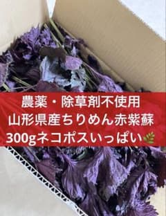 山形県産 赤紫蘇 300g 朝採り 農薬不使用 紫蘇ジュース ちりめん 赤