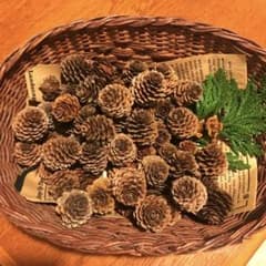 木の実・素材　松ぼっくり　カラ松50コのサムネイル