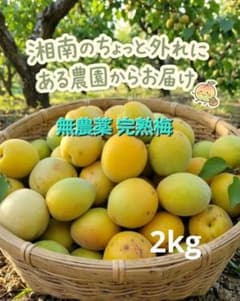 ㊶梅 完熟梅 2kg 訳あり 無農薬のサムネイル