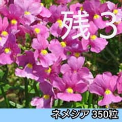 ネメシア❇️ピンク❇️350粒 柔らかなピンク 花の種のサムネイル