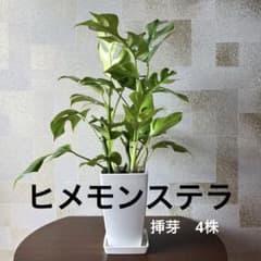 【挿芽4株】　ヒメモンステラ　モンステラ　鉢付のサムネイル