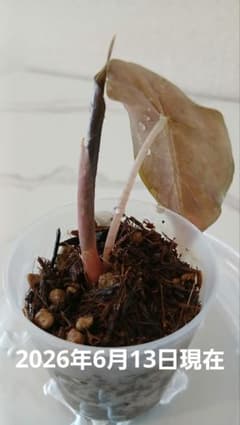 【Y】アロカシア　ピンクドラゴン　花森家　あく抜きベラボン　鉢のまま郵送のサムネイル