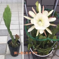 10】クジャクサボテン 根付き苗 孔雀サボテン 6W - メルカリ