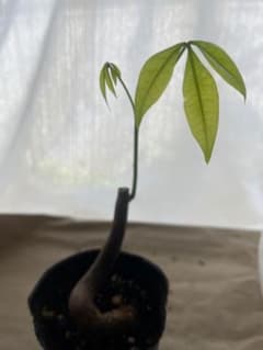 パキラ 幹曲がり 観葉植物　実生苗②のサムネイル