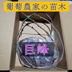【葡萄農家のぶどうの苗木】巨歩 地植え 2年生 葡萄農家のぶどうの苗木】巨歩 地植え 2年生 - メルカリ