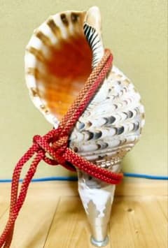 修験道 法螺貝 36.5㎝ 山伏 ほら貝 ホラガイ - メルカリ