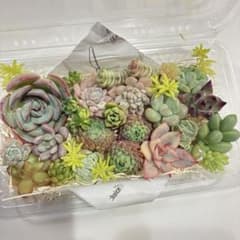 多肉植物　カット苗詰め合わせのサムネイル