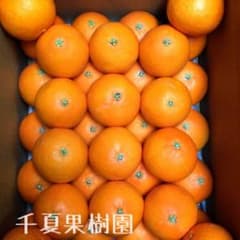 専用です。のサムネイル